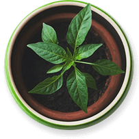 Potted Plant 1 1 Edited