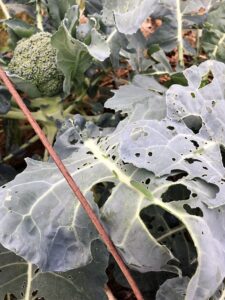 beet armyworm before linknopests plus treatment on green broccoli. 1