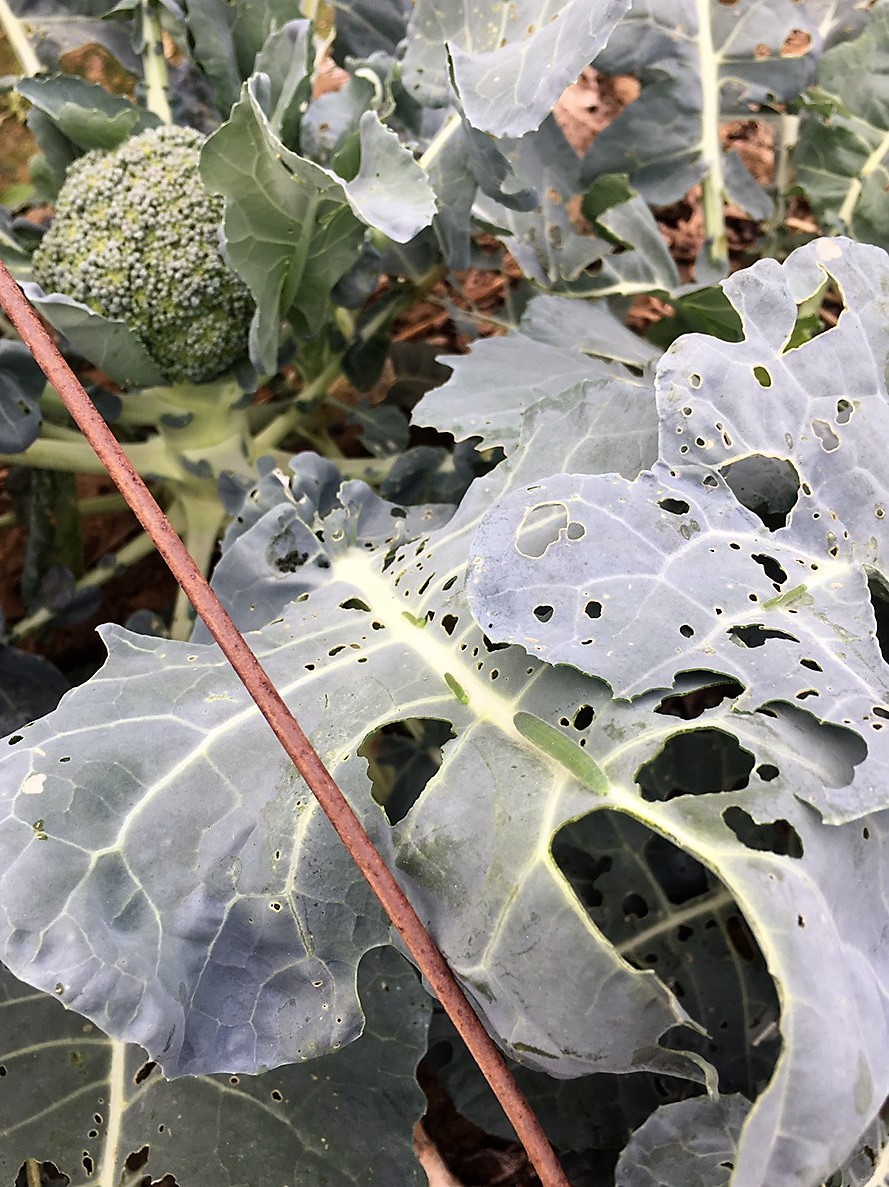 beet armyworm before linknopests plus treatment on green broccoli. 1