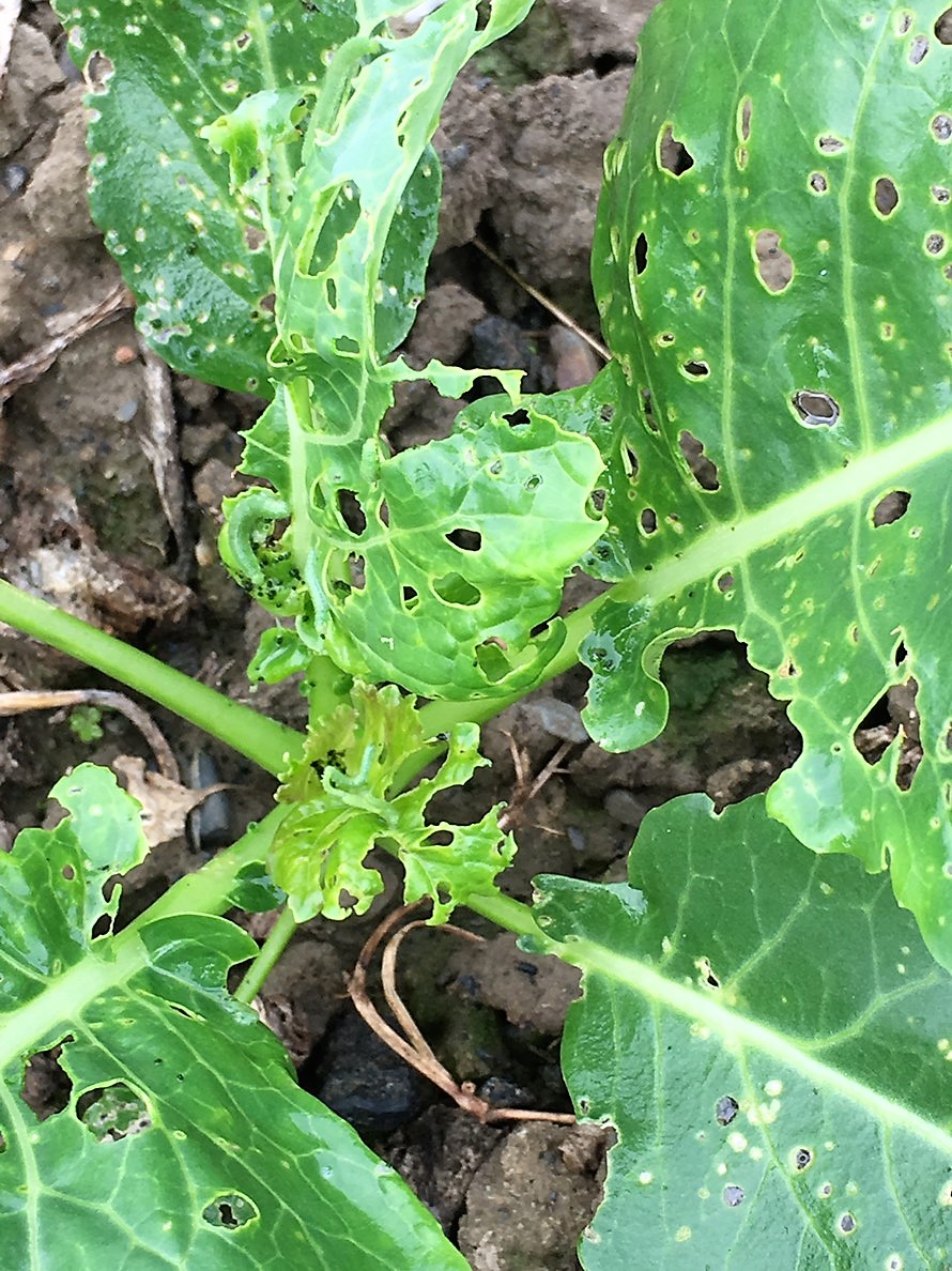 beet armyworm before linknopests plus treatment on green broccoli. 10