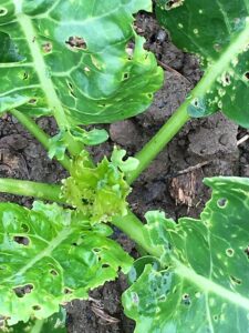 beet armyworm before linknopests plus treatment on green broccoli. 11