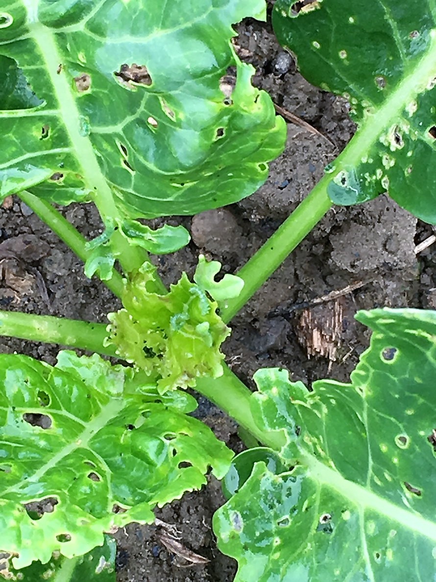 beet armyworm before linknopests plus treatment on green broccoli. 11