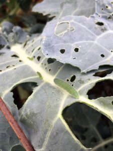 beet armyworm before linknopests plus treatment on green broccoli. 2