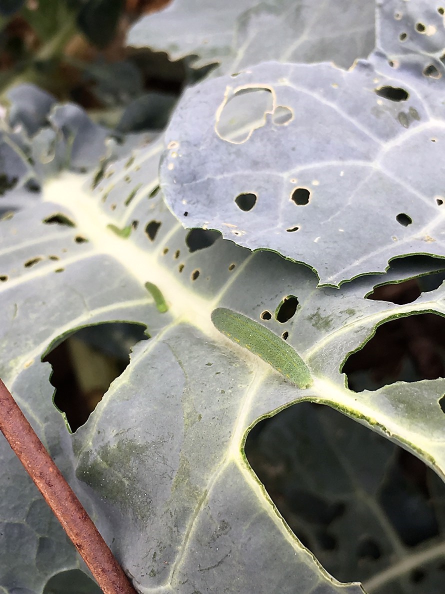 beet armyworm before linknopests plus treatment on green broccoli. 2