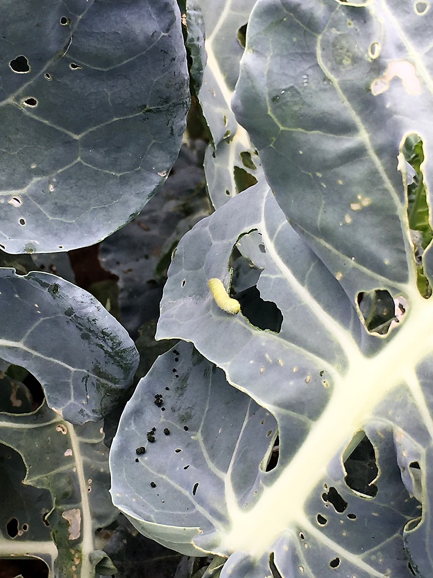 beet armyworm before linknopests plus treatment on green broccoli. 3