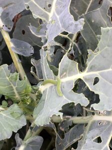 beet armyworm before linknopests plus treatment on green broccoli. 4
