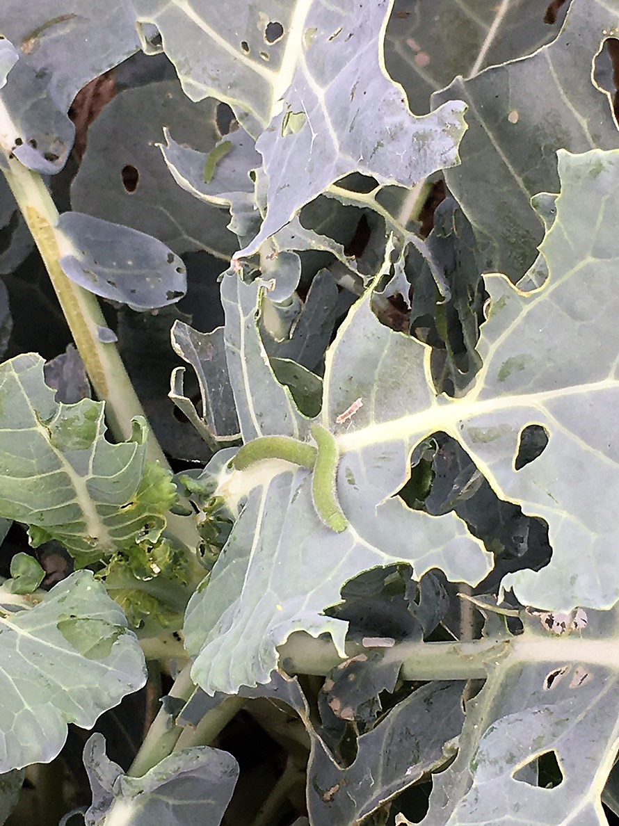 beet armyworm before linknopests plus treatment on green broccoli. 4