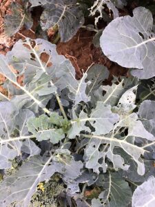 beet armyworm before linknopests plus treatment on green broccoli. 5