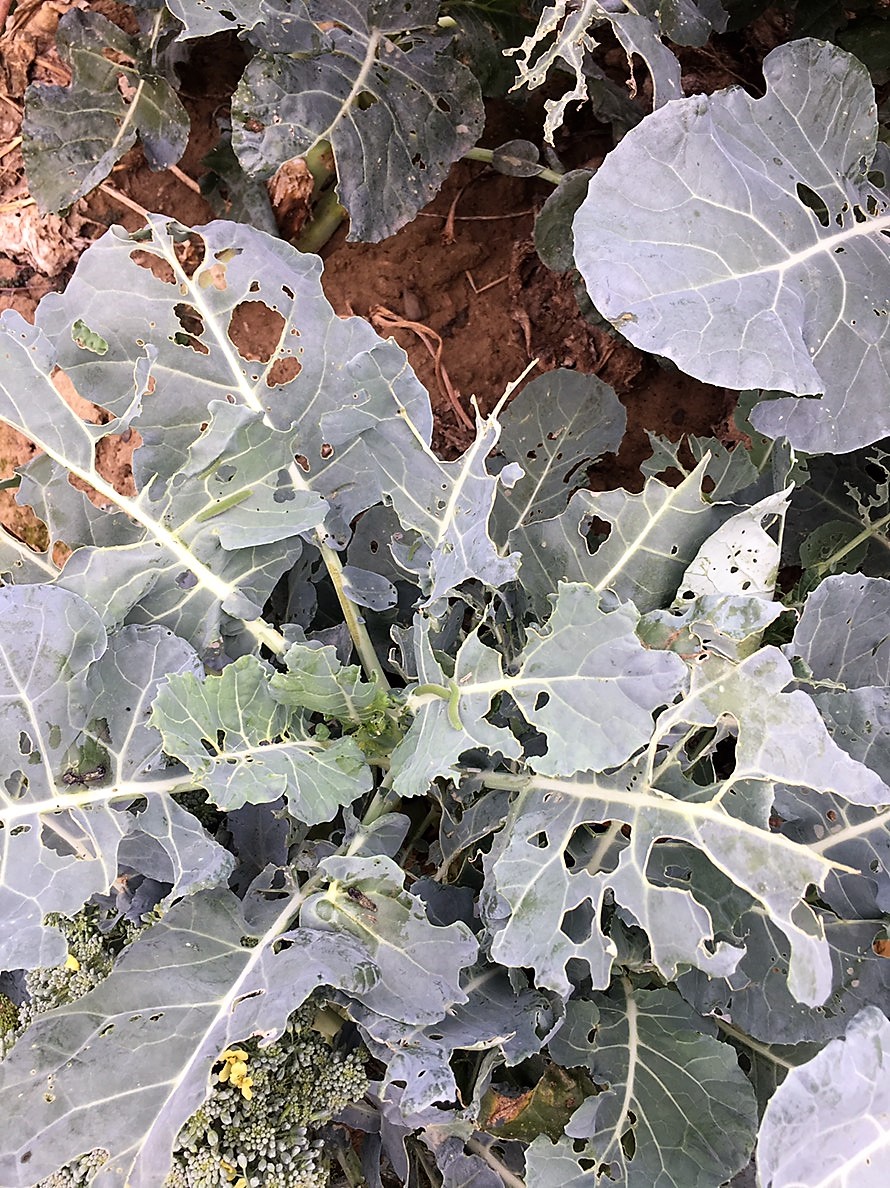 beet armyworm before linknopests plus treatment on green broccoli. 5