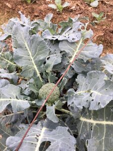 beet armyworm before linknopests plus treatment on green broccoli. 6