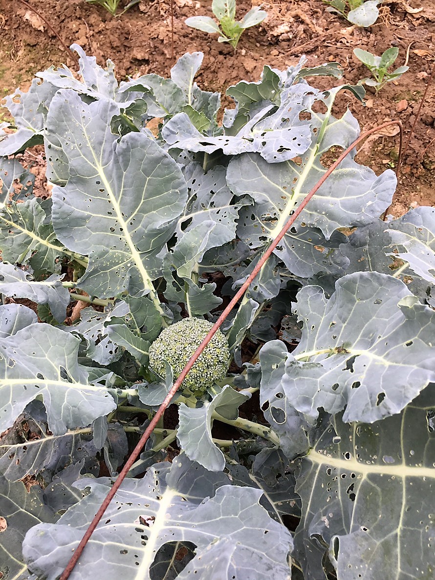 beet armyworm before linknopests plus treatment on green broccoli. 6