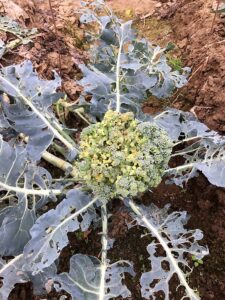 beet armyworm before linknopests plus treatment on green broccoli. 7