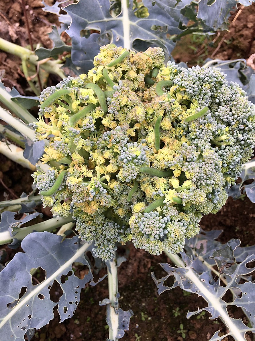 beet armyworm before linknopests plus treatment on green broccoli. 8