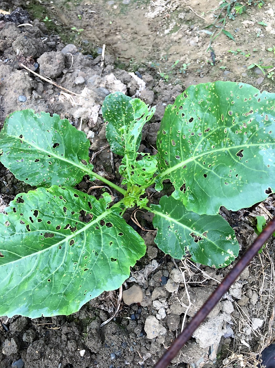 beet armyworm before linknopests plus treatment on green broccoli. 9