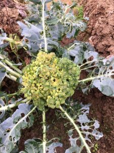 beet armyworm has been died. 100% ratio of death 4