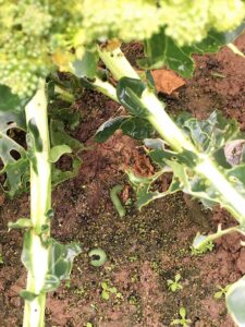 beet armyworm has been died. 100% ratio of death 5