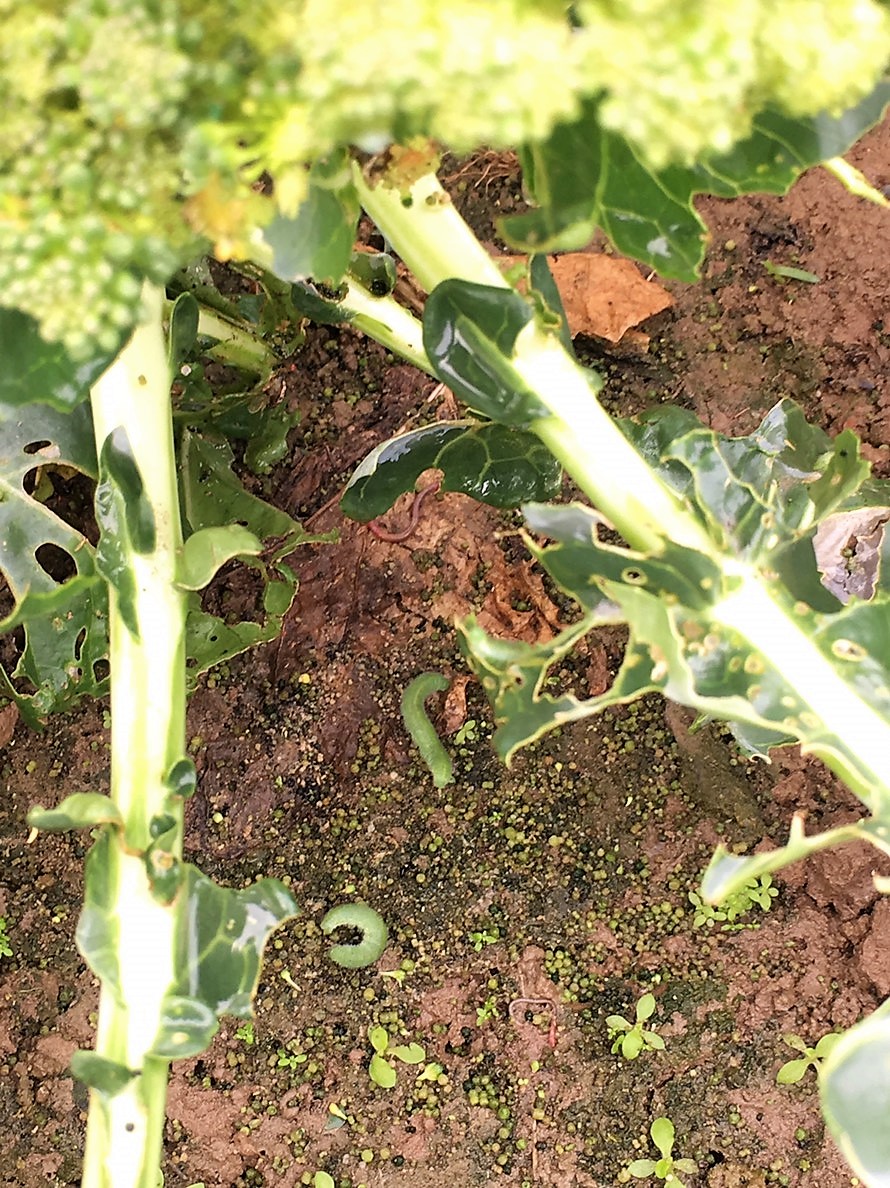 beet armyworm has been died. 100% ratio of death 5