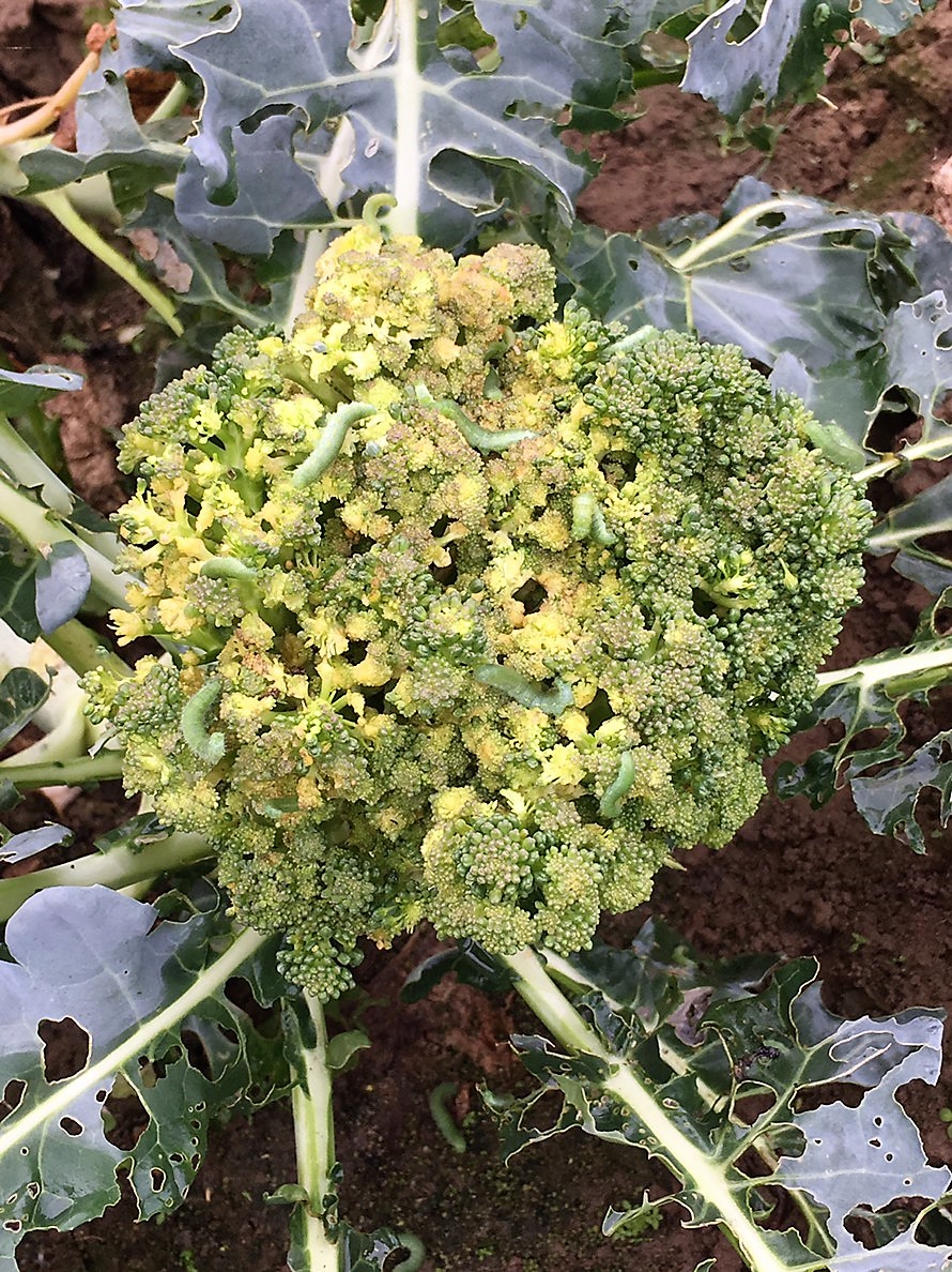 beet armyworm has been died. 100% ratio of death 6