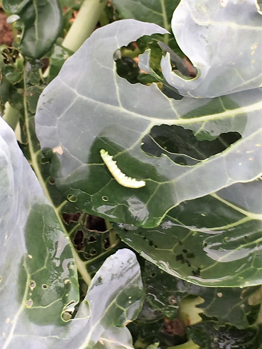 beet armyworm has been died. 100% ratio of death 7