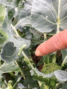 beet armyworm has been died. 100% ratio of death 8