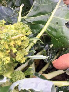 beet armyworm has been died. 100% ratio of death 9
