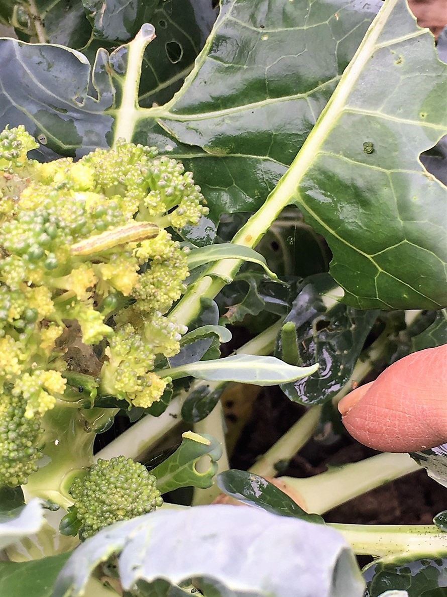 beet armyworm has been died. 100% ratio of death 9